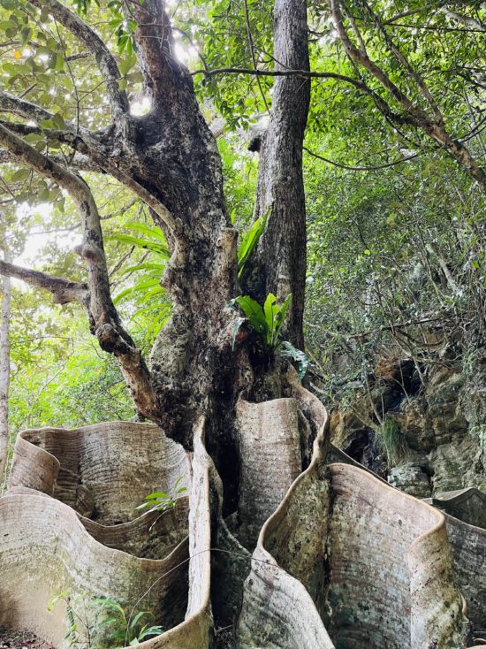 サキシマスオウノキ